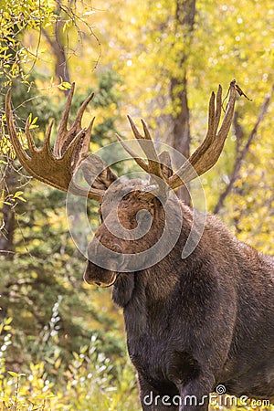 Bull Moose Close Up Stock Photo