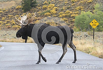 BULL MOOSE CROSSING ROAD STOCK IMAGE Stock Photo