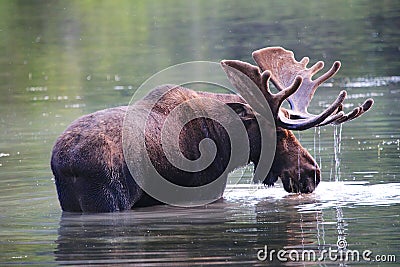 Bull Moose with dripping wet antlers in lake Stock Photo