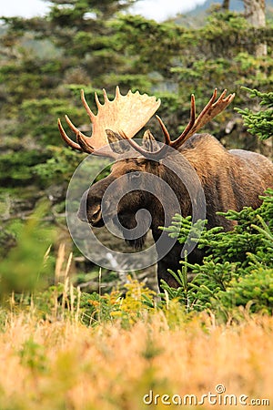 Bull Moose Stock Photo