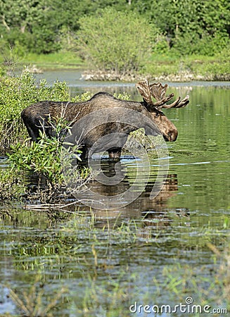 Bull moose in pond Stock Photo