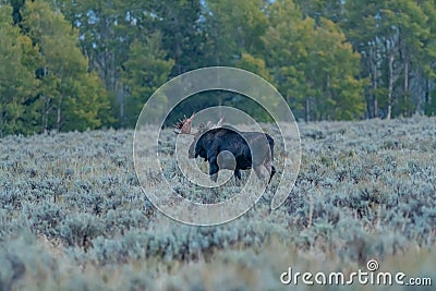 Bull moose south the Death Canyon Trailhead on Moose-Wilson Road Stock Photo