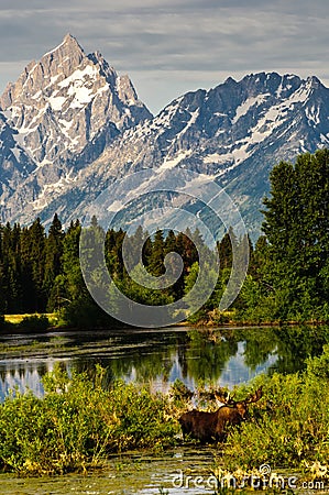 Bull Moose and the Tetons Stock Photo