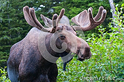 Bull Moose Stock Photo