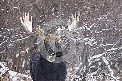 Bull Moose in Winter Stock Photo