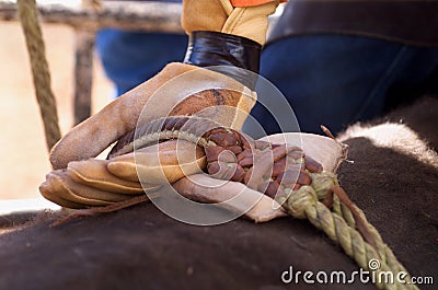 Bull Rider Stock Photo