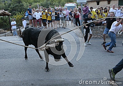 Bull run celebration in Mallorca, Spain. Editorial Stock Photo