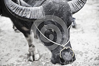 The bull`s head Stock Photo