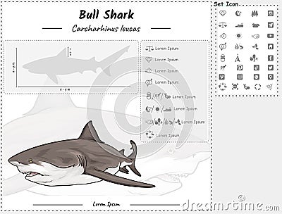 Bull shark infographic template Stock Photo