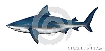 Bull shark side view illustration realistic isolate art. Cartoon Illustration