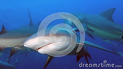 A Bull Shark up close Stock Photo