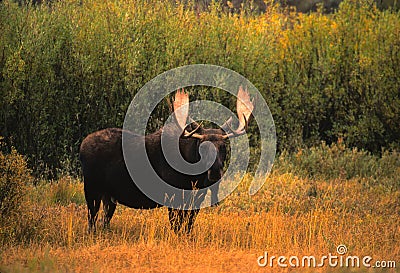 Bull Shiras Moose Stock Photo