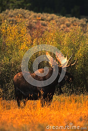 Bull Shiras Moose Stock Photo