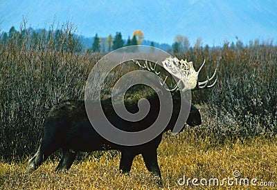 Bull Shiras Moose Stock Photo