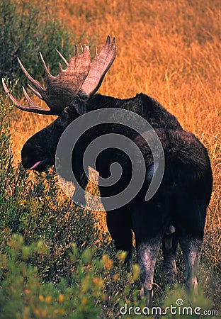 Bull Shiras Moose Stock Photo