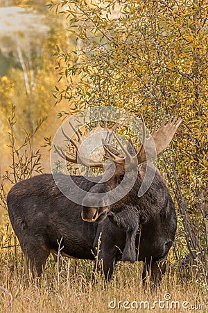 Bull Shiras Moose in Autumn Stock Photo