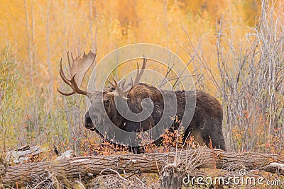 Bull Shiras Moose in Fall Rut Stock Photo