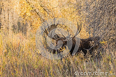 Bull Shiras Moose in Fall Stock Photo