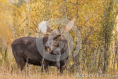 Bull Shiras Moose in Fall Stock Photo