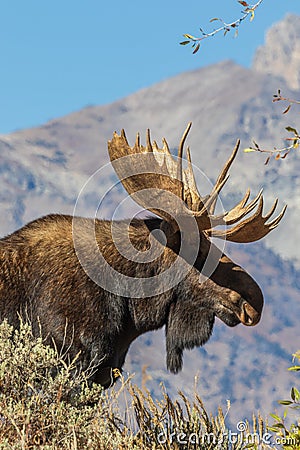 Bull Shiras Moose Portrait Stock Photo