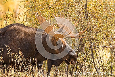 Bull Shiras Moose in Rut Stock Photo