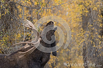 Bull Shiras Moose Rutting Stock Photo