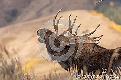 Bull Shiras Moose Rutting in Wyoming Stock Photo