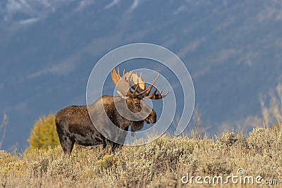Bull Shiras Moose in Wyoming in Fall Stock Photo