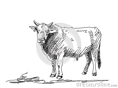 Bull sketch Vector Illustration