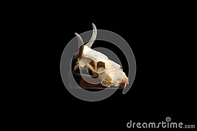 Bull skull isolated on a black background Stock Photo