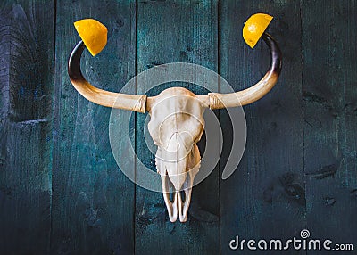 Bull skull with orange peel on its horns. Dark wooden background, space for text. Zodiac sign Taurus, Eastern horoscope bull, Stock Photo