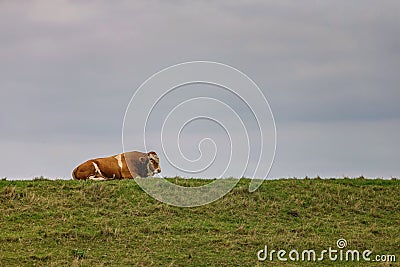 Bull sleeping on a grassy bank. Stock Photo