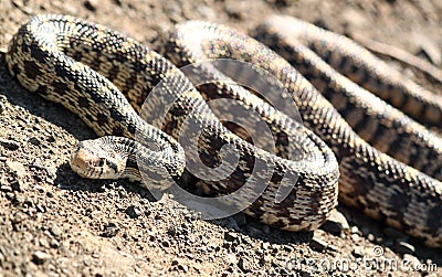 Bull Snake Stock Photo