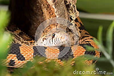 Bull snake in moss Stock Photo