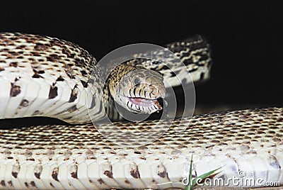 Bull snake Stock Photo