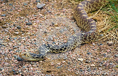 Bull Snake Stock Photo