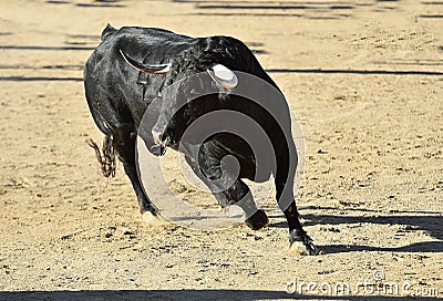 Bull Stock Photo