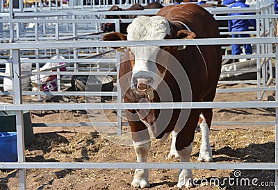 Bull in a steel kraal Stock Photo