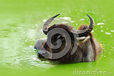 Bull swimming in the lake. Water buffalo in Yala, Sri Lanka. Asian water buffalo, Bubalus bubalis, in green water pond. Wildlife s Stock Photo