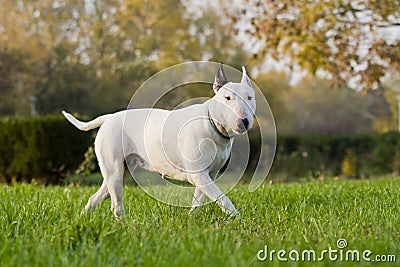 Bull terrier Stock Photo