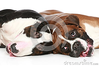 Bull Terrier and boxer resting Stock Photo