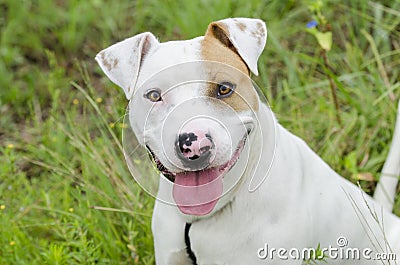 Bull Terrier bulldog mixed breed dog Stock Photo