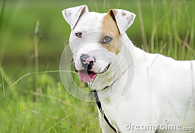 Bull Terrier bulldog mixed breed dog Stock Photo