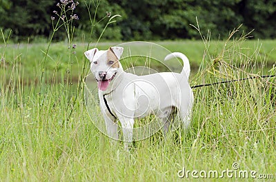 Bull Terrier bulldog mixed breed dog Stock Photo