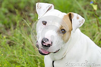 Bull Terrier bulldog mixed breed dog Stock Photo