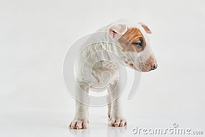 Bull terrier dog against grey background. Studio portrait. Miniature bull terrier puppy posing on shot. Stock Photo