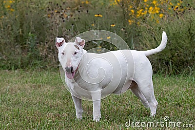 Bull terrier with droopy ears in the grass Stock Photo