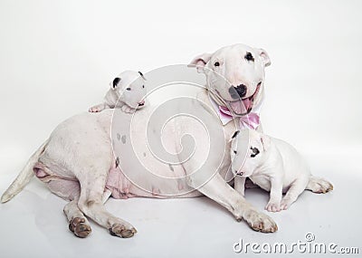 Bull Terrier mom laying down and posing with her babies Stock Photo
