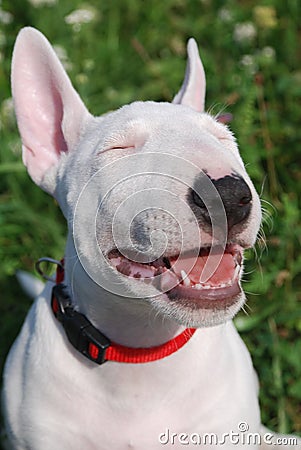 Bull terrier puppy Stock Photo