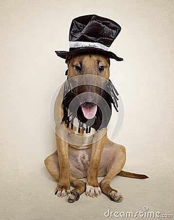 Bull Terrier sitting funny in his outfit Stock Photo